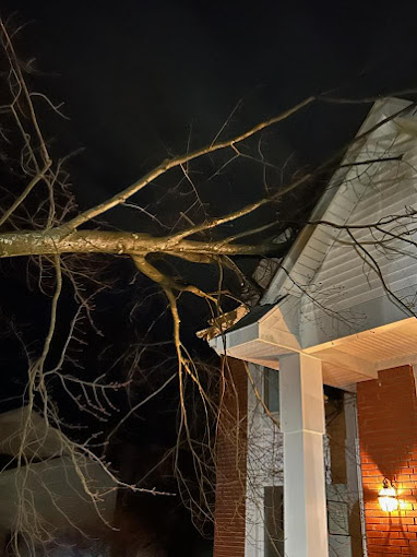 Why Is My Tree Half Dead