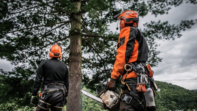 Williamsville Tree Inspections Ensuring Safety for Your Property