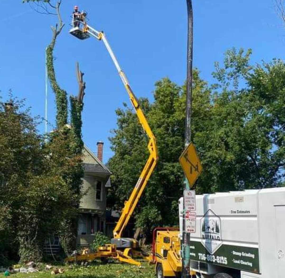 while doing tree service