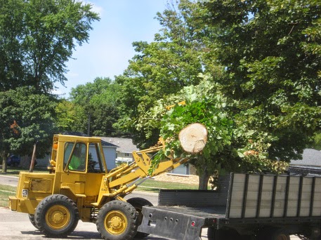 Not Hiring Professional Tree Removal Services