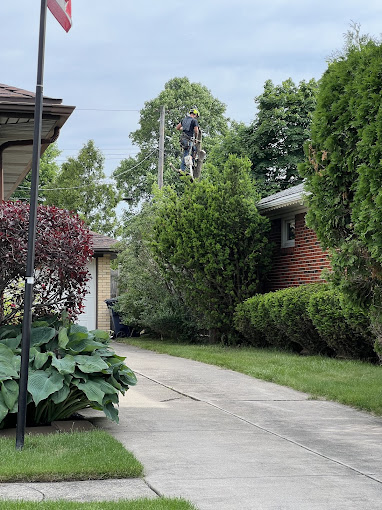 Seasonal Tree Maintenance Tips for Buffalo, NY Homeowners