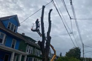 Top-Rated Tree Service In Buffalo, NY | Get A Free Quote!