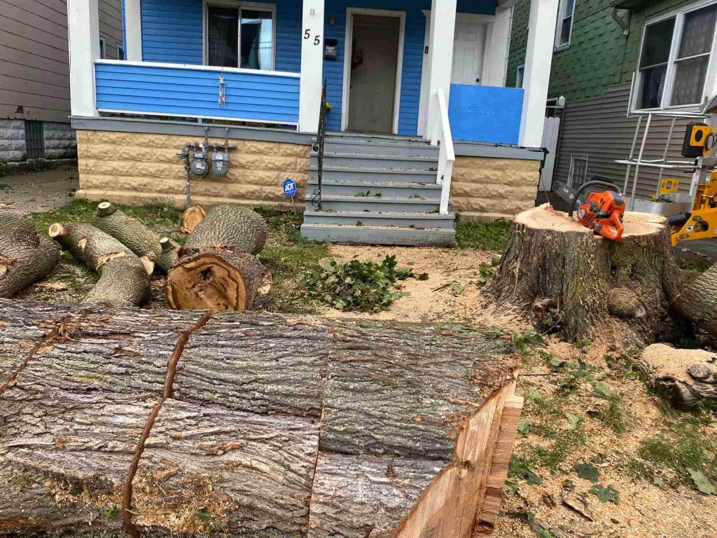 Affordable Tree Service in East Amherst, NY