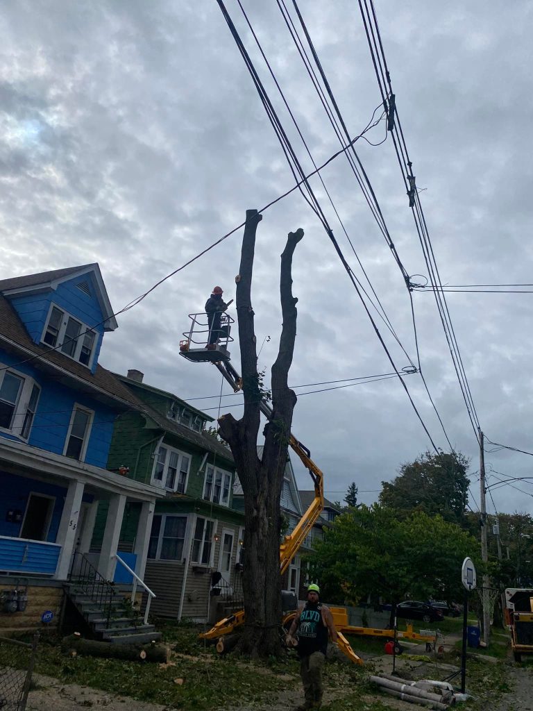 Professional Tree Service in Cheektowaga, NY