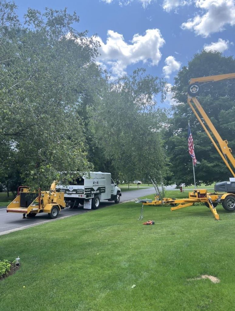 Tree Service Company in Cheektowaga, NY