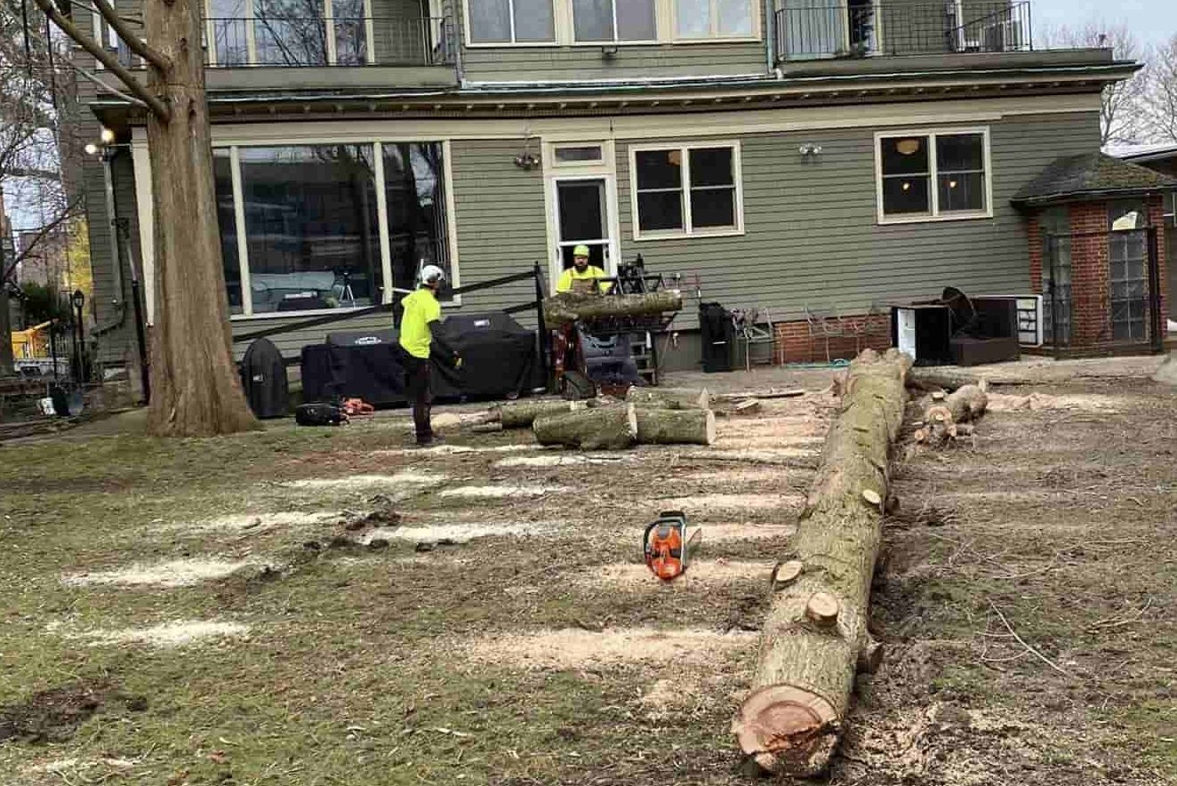 Affordable Tree Service in Youngstown, NY