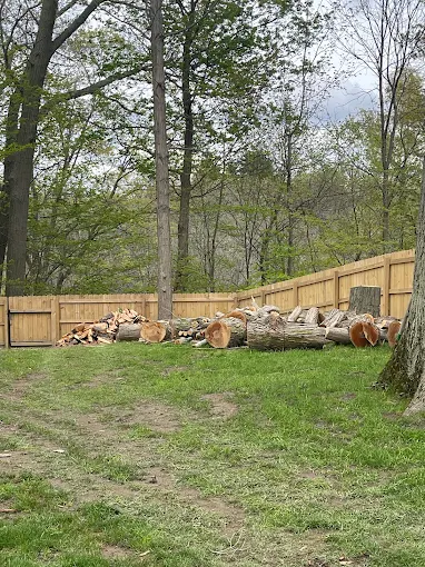 Do I Need A Permit to Cut Down A Tree on My Property in NY State