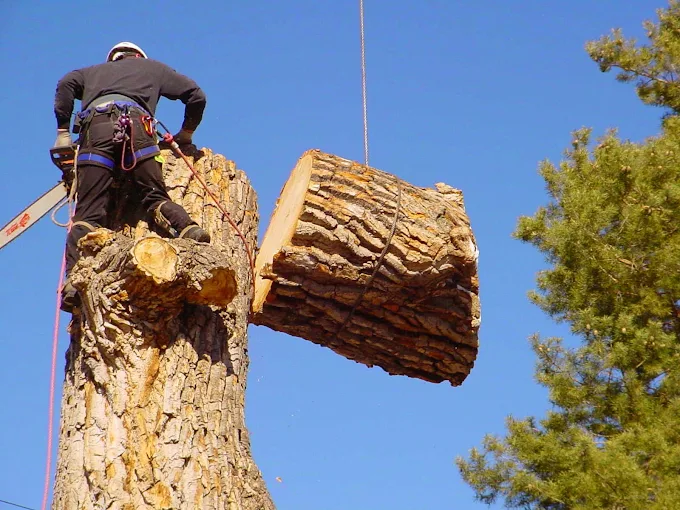 How Much Does It Cost to Remove a Tree in Buffalo, NY
