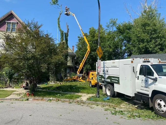 How Much Does It Cost to Remove a 20 ft Tree in Buffalo, NY