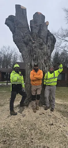 What Is The Cheapest Time Of Year For Tree Removal In Buffalo