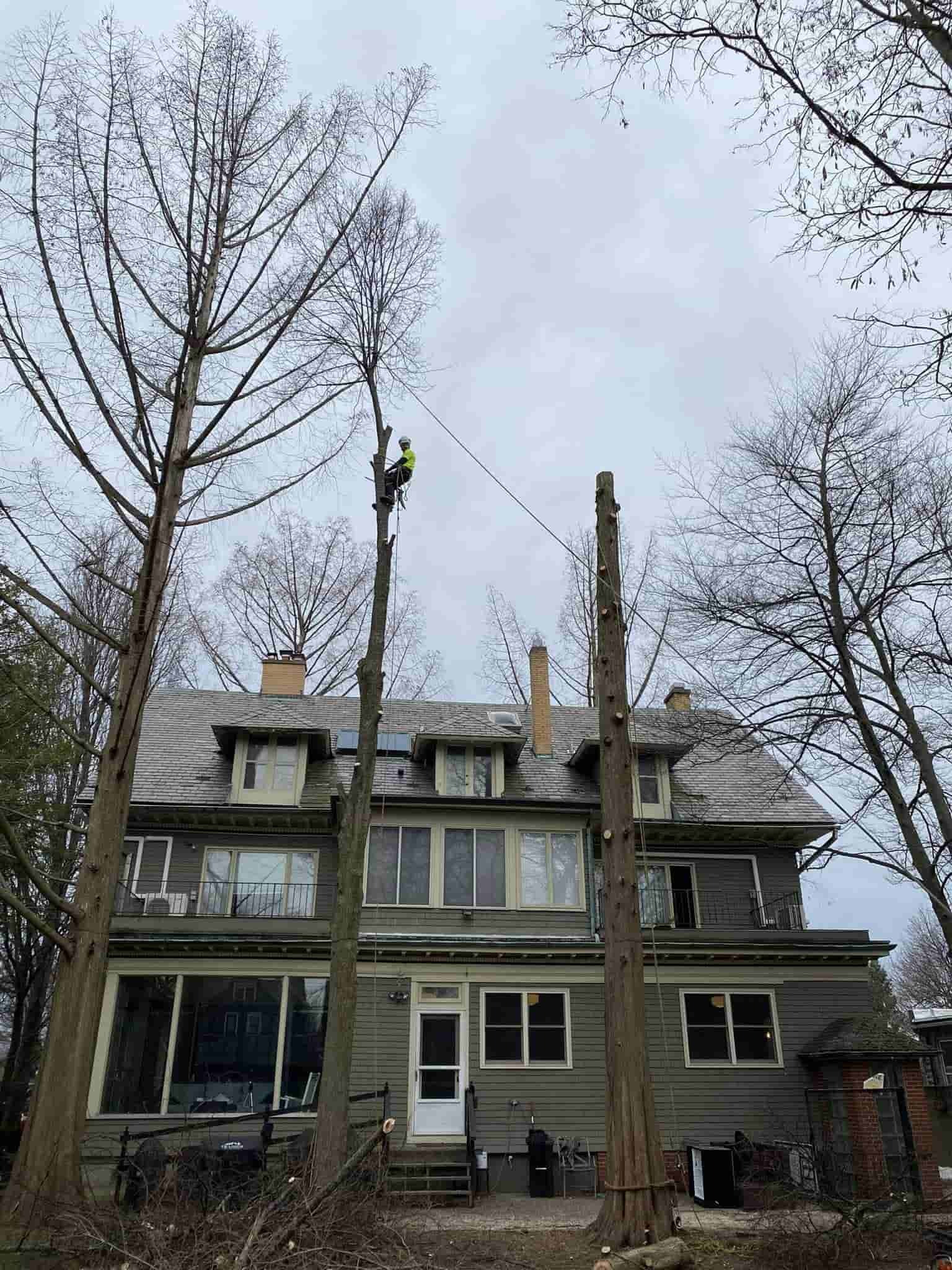 Tree Service Near Como Lake Park, Lancaster