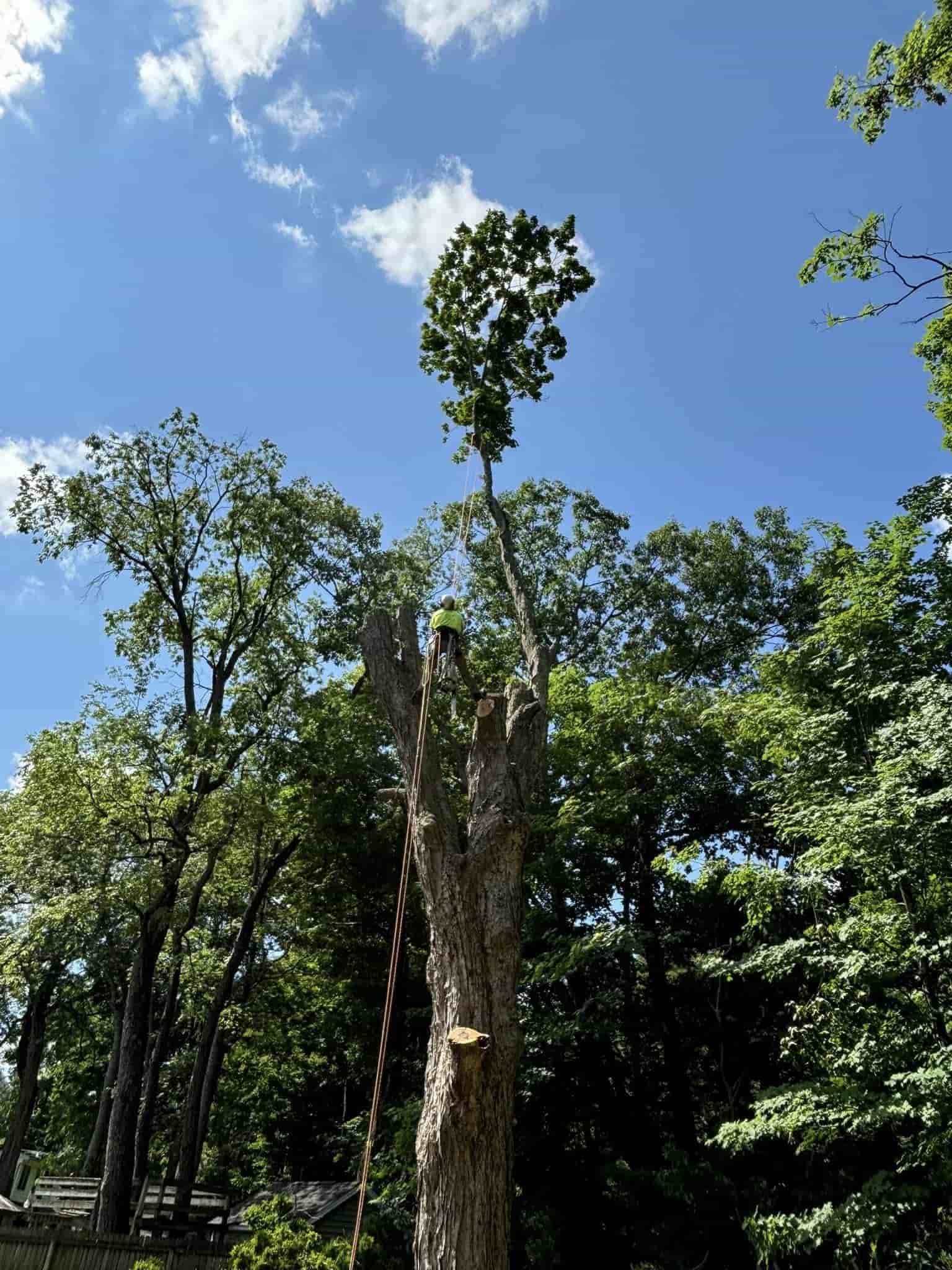 Tree Service Near Iroquois High School, Elma