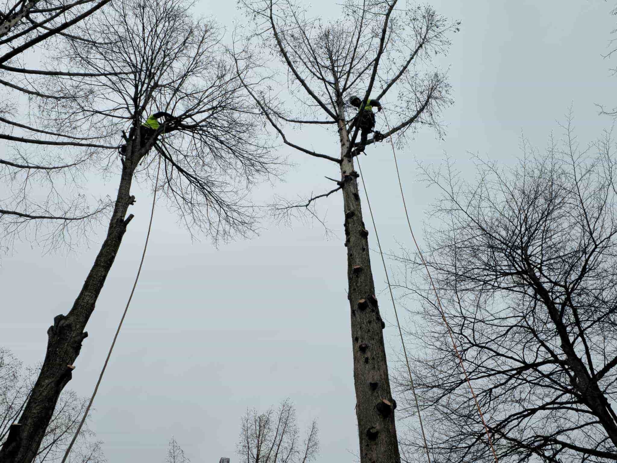 Tree Service Near Bowmansville in Lancaster, NY