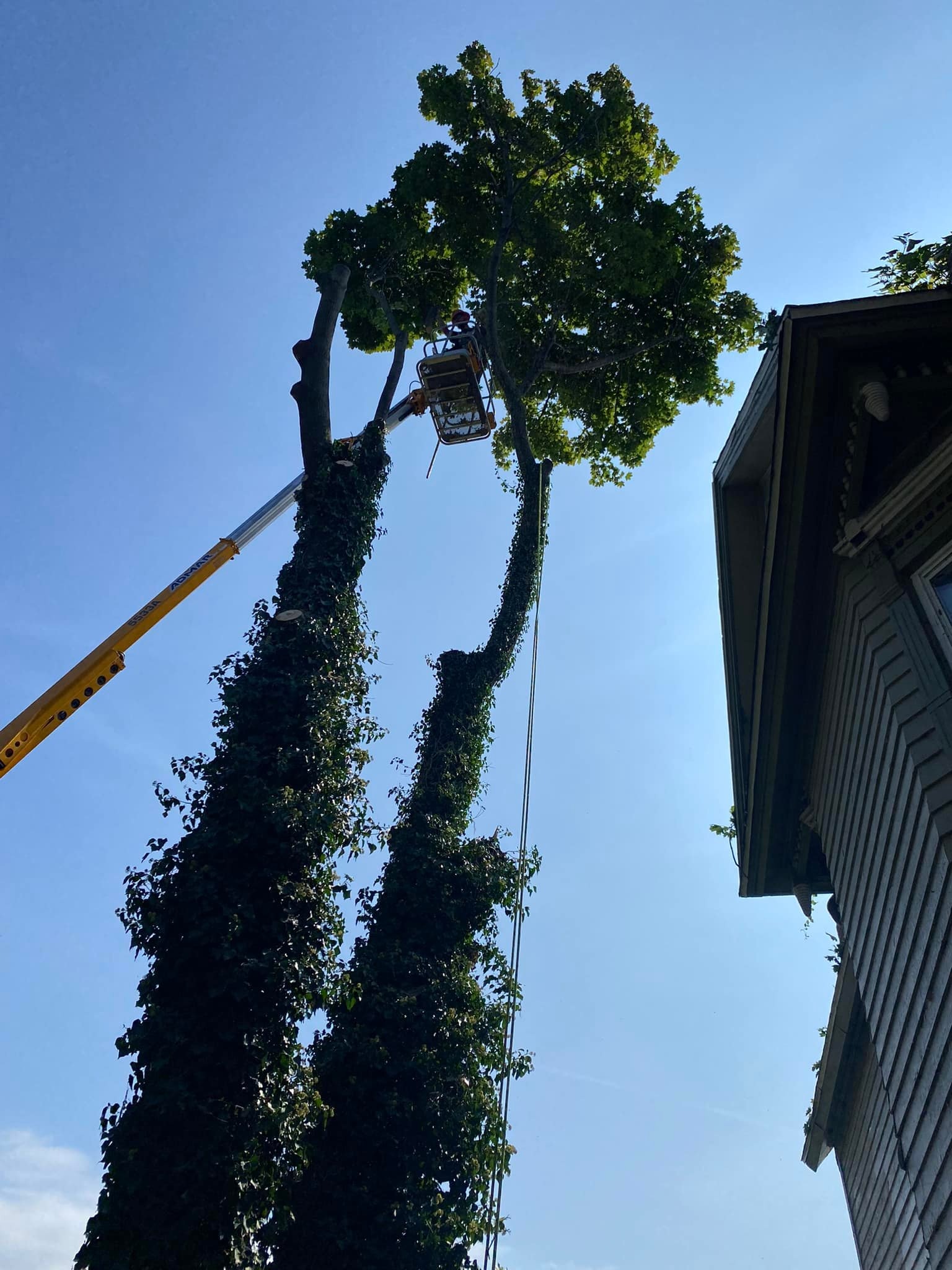 Tree Service Near Harris Hill in NY