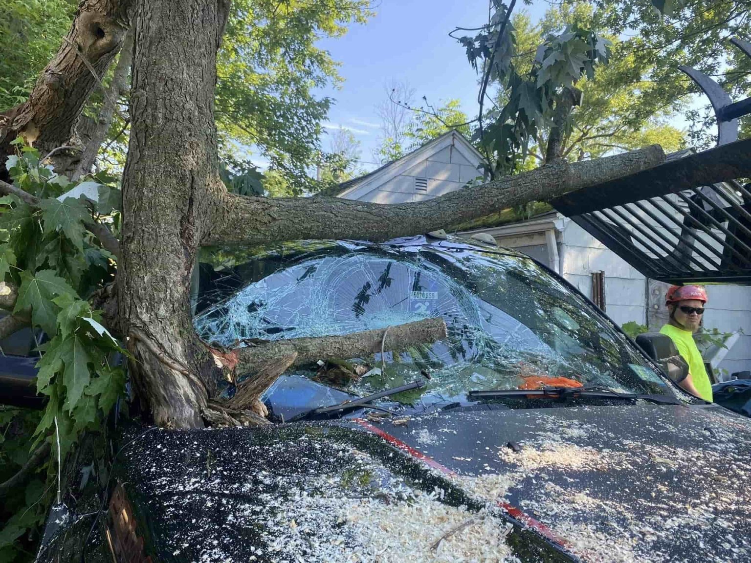 Tree Service Near Elmwood Village, Buffalo, NY