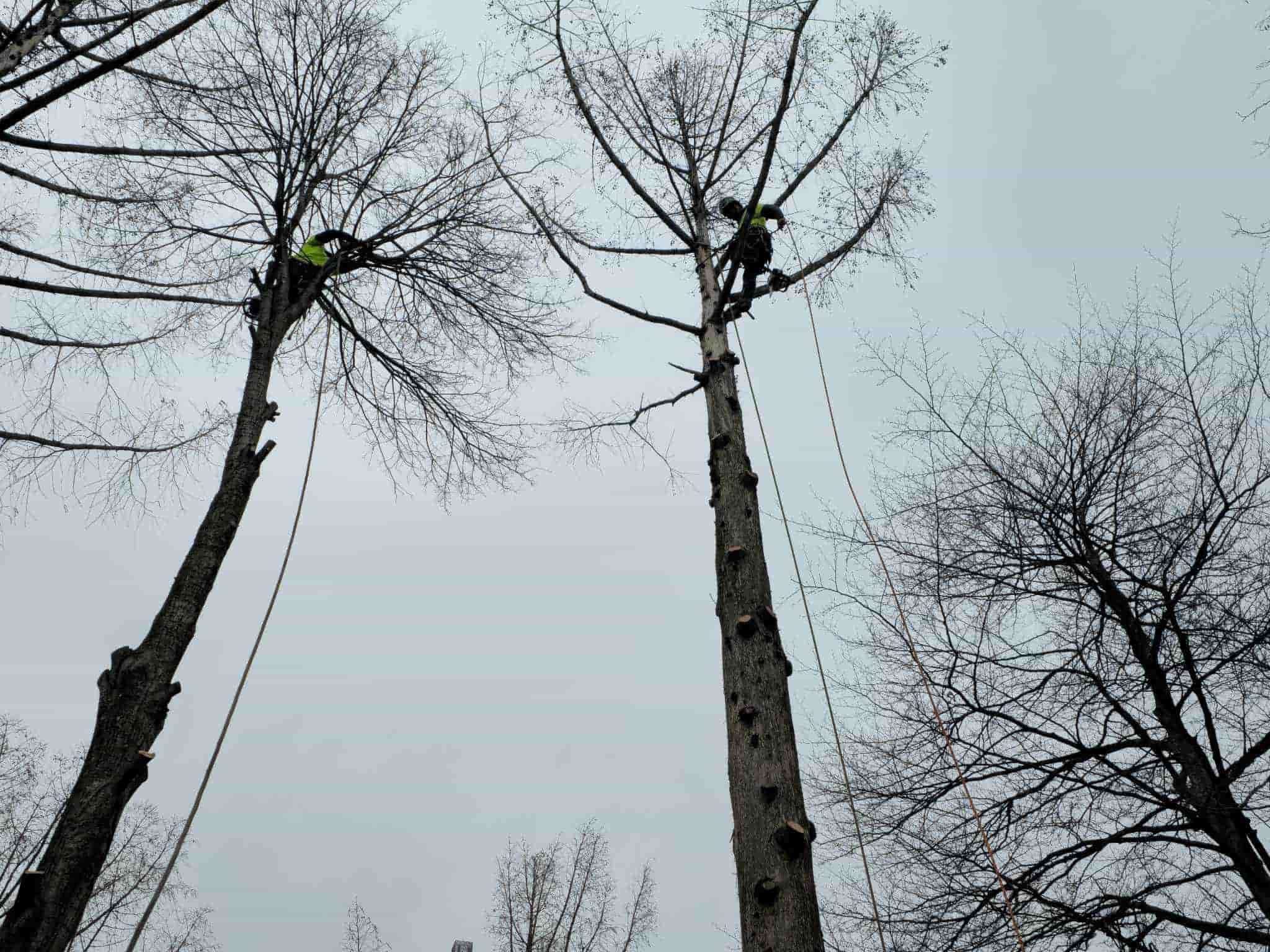 Tree Service Near North Buffalo, NY