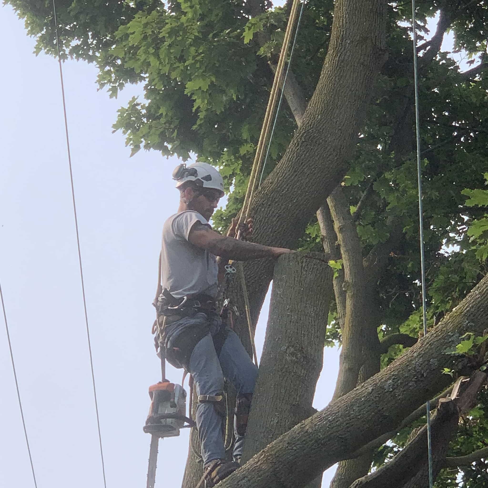 Tree Service Near University at Buffalo, NY