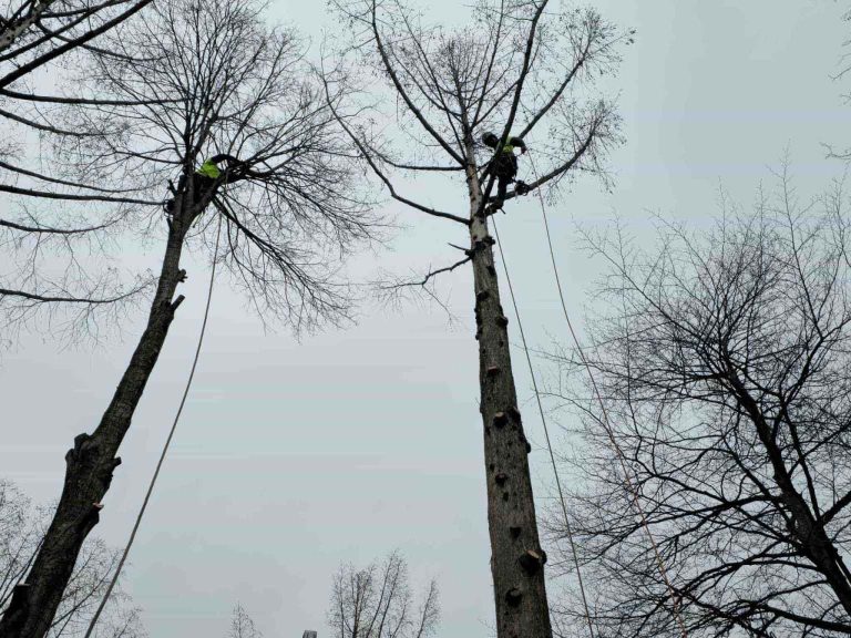 Tree Service Near East Seneca, West Seneca, NY