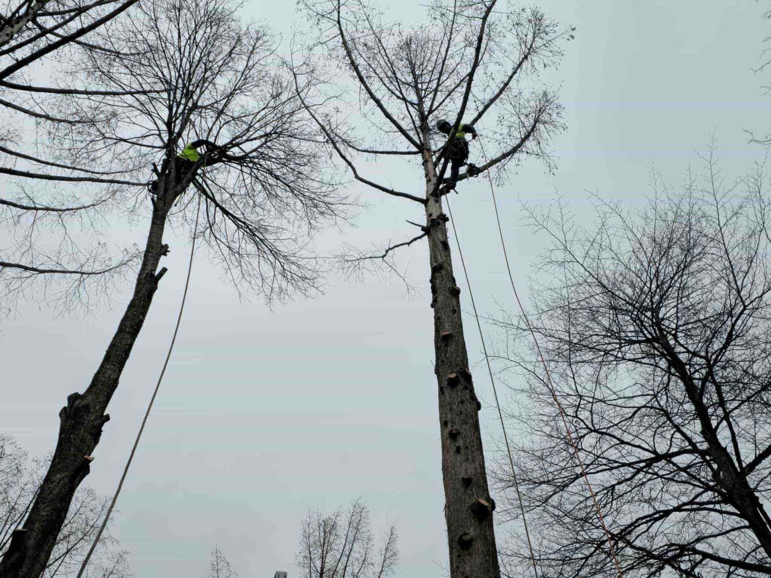Tree Service Near East Seneca, West Seneca, NY